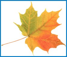 fall-leaf