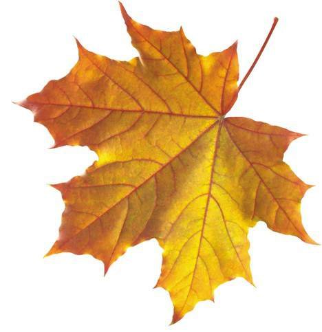 new leaf